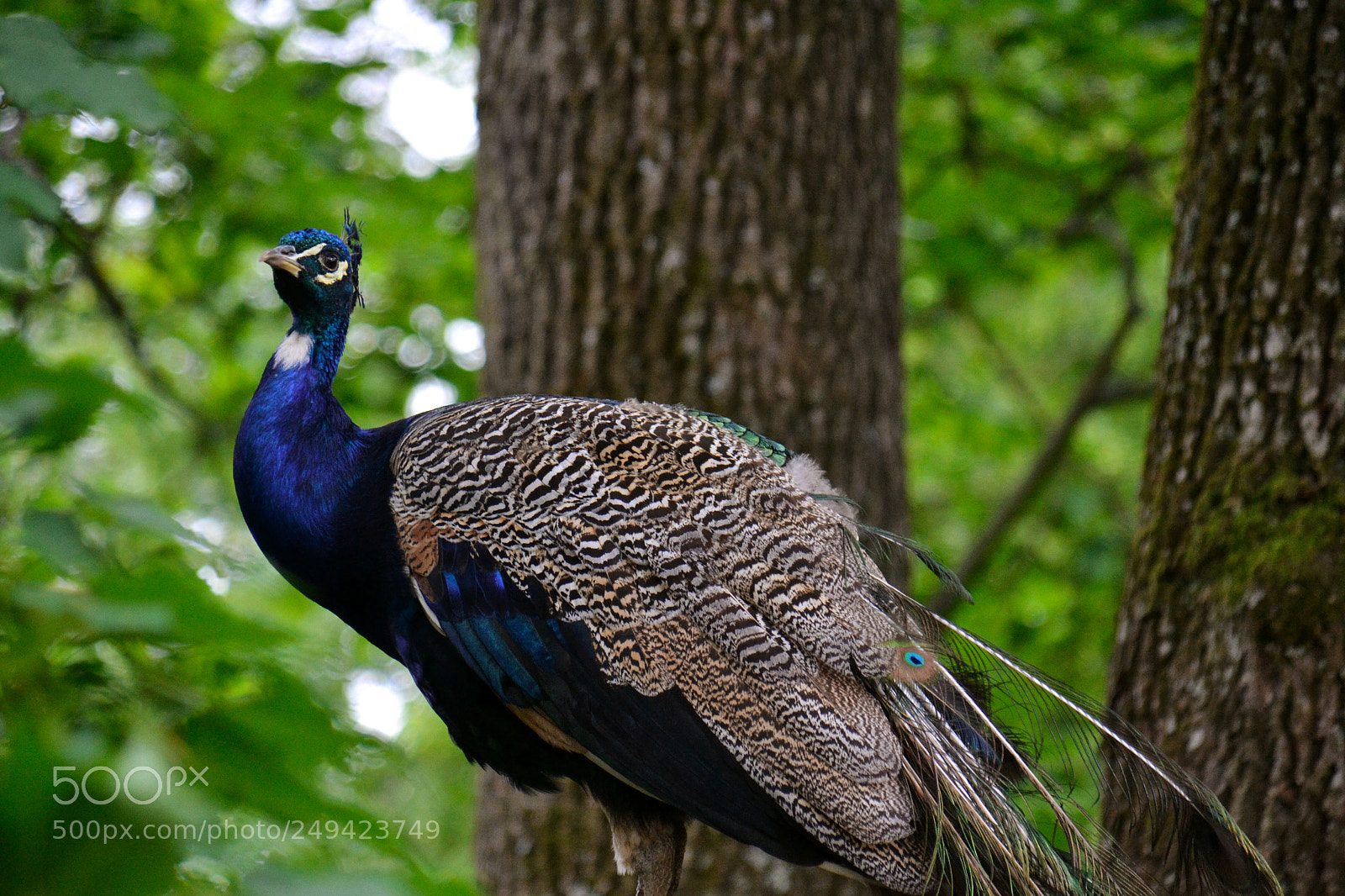 Nikon D3100 sample photo. A peacock on tree photography
