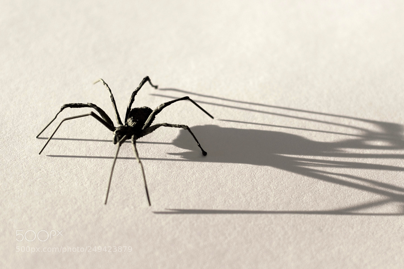Nikon D3300 sample photo. Spider ii photography