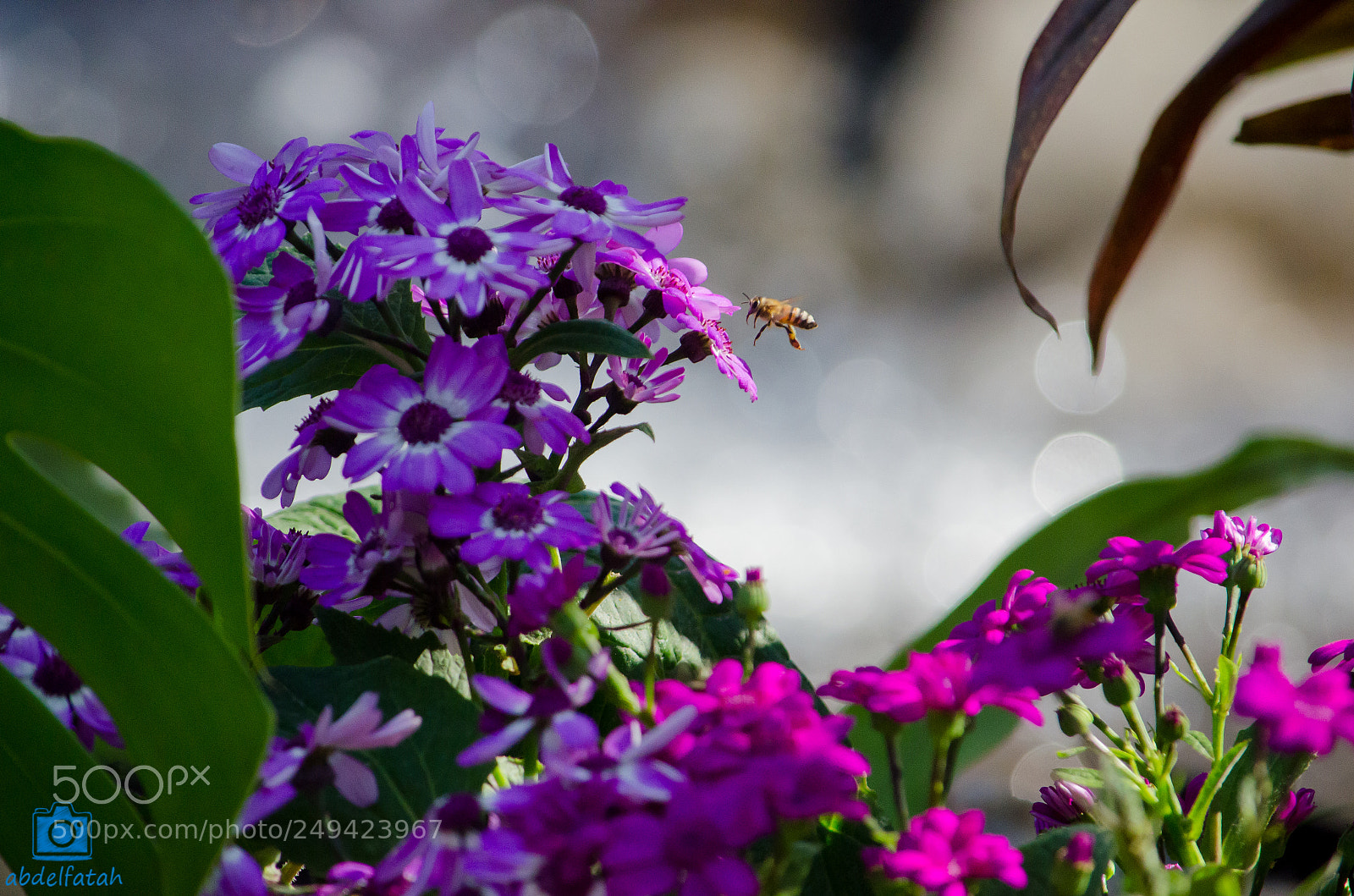 Nikon D7000 sample photo. Bee and flowers photography