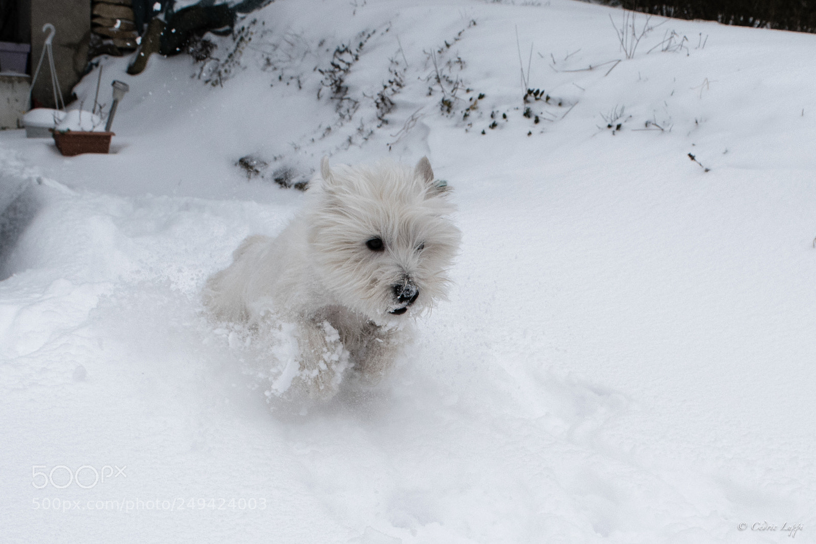 Nikon D5500 sample photo. Snow runner photography