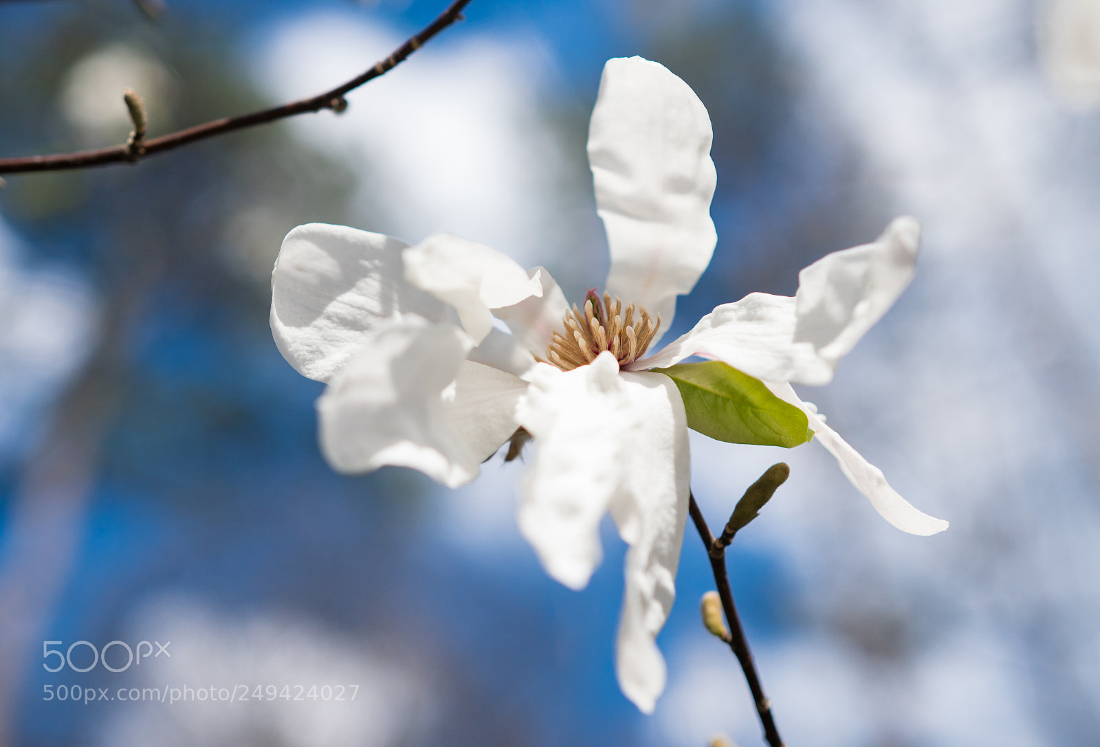 Sony a6300 sample photo. Star magnolia photography