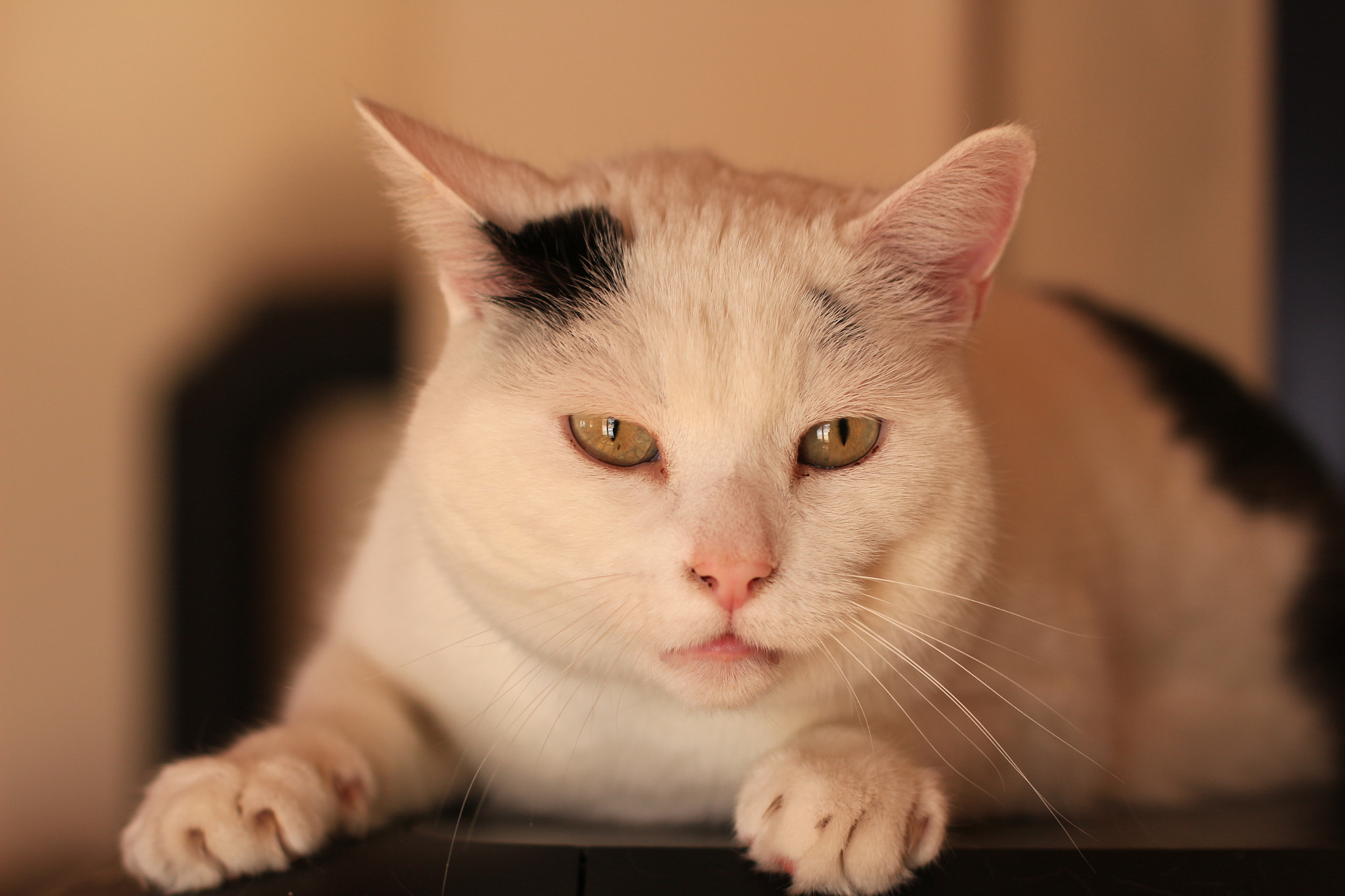 Canon EOS 700D (EOS Rebel T5i / EOS Kiss X7i) + Canon EF 50mm F1.4 USM sample photo. Chilling of the printer photography