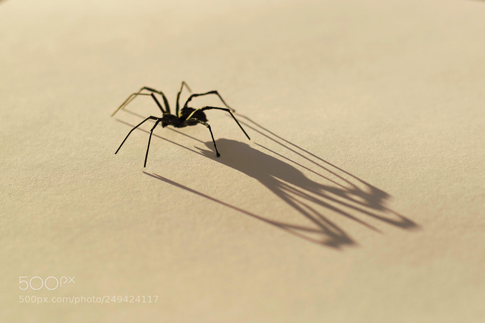 Nikon D3300 sample photo. Shadow of spider ii photography