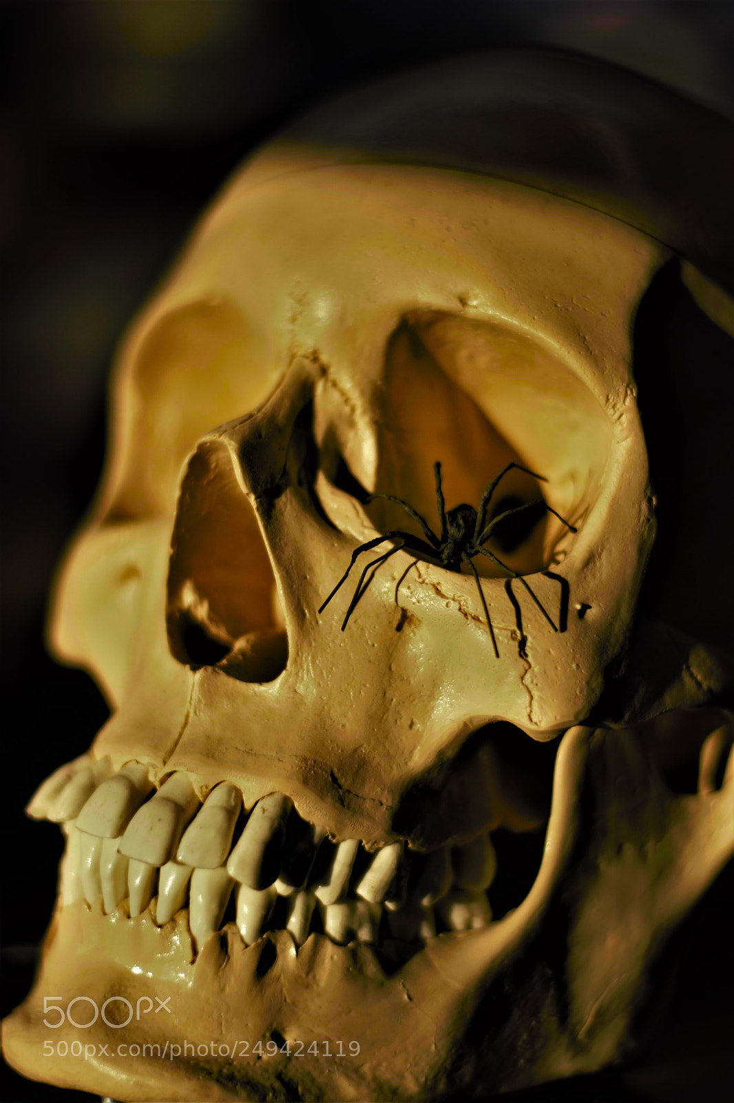 Nikon D3300 sample photo. Skull and spider photography