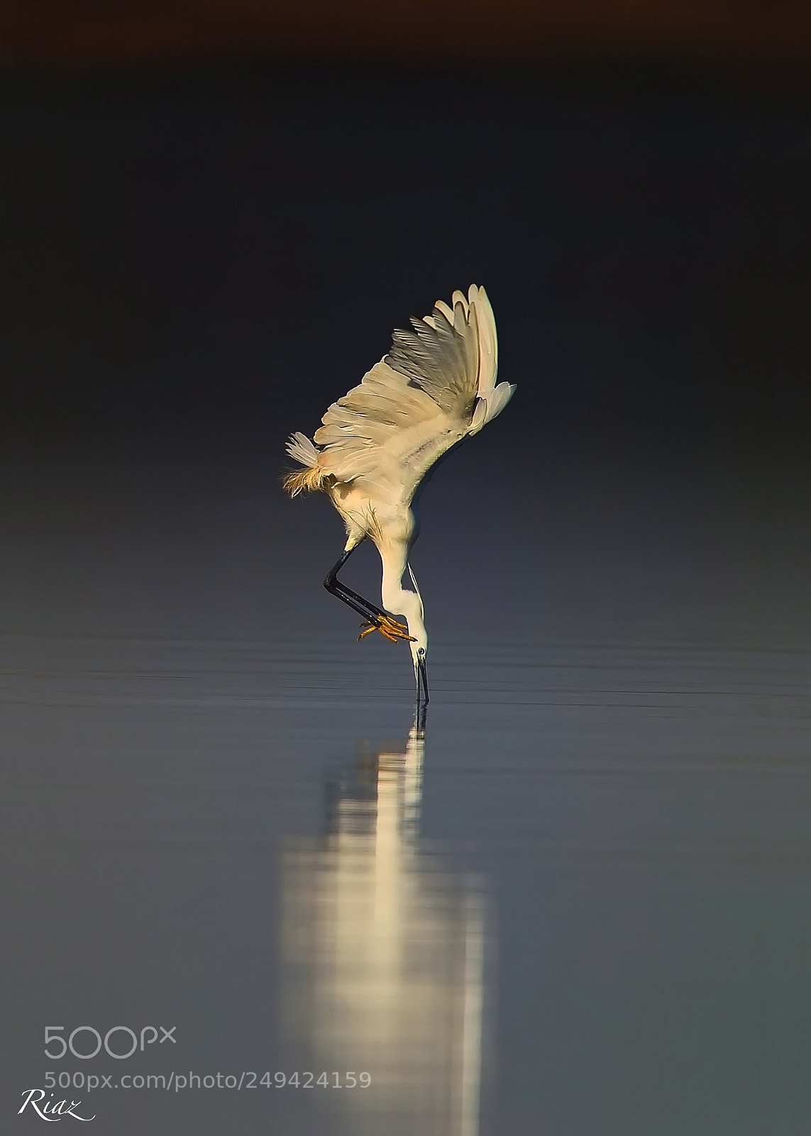 Canon EOS-1D X sample photo. Diving egret catch a photography