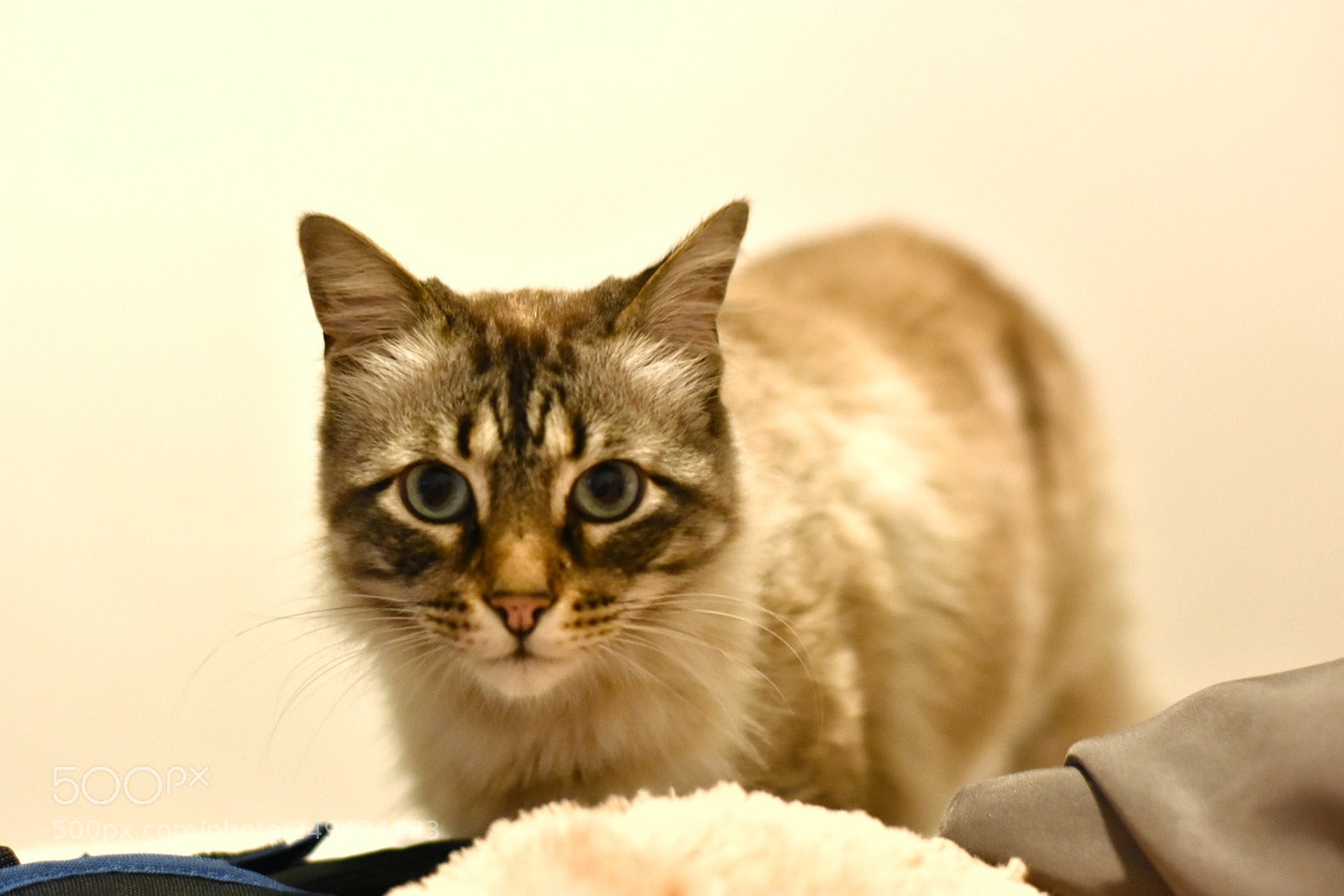 Nikon D3400 sample photo. Untitled photography