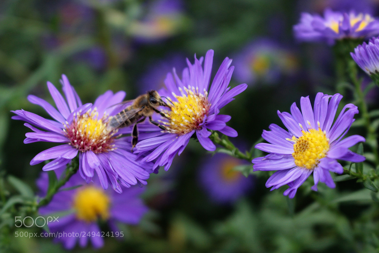 Canon EOS 700D (EOS Rebel T5i / EOS Kiss X7i) sample photo. Bees paradise photography