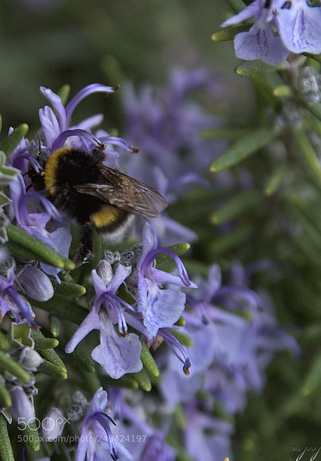 Nikon D3100 sample photo. L'abeille sans la fleur photography
