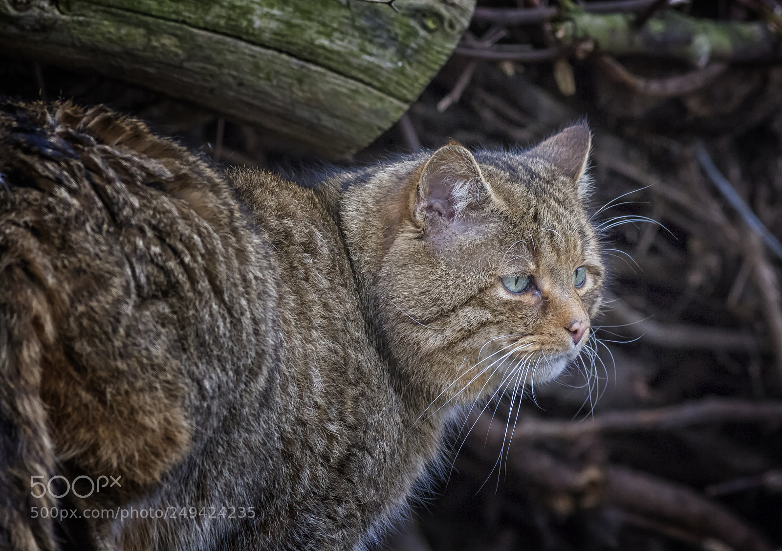Canon EOS 7D sample photo. Felis silvestris - wildcat photography