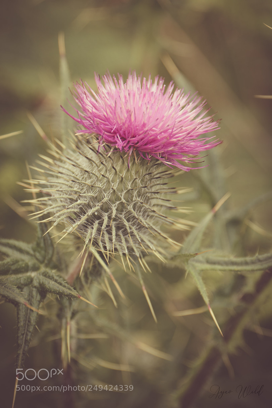 Canon EOS 70D sample photo. Thistle photography