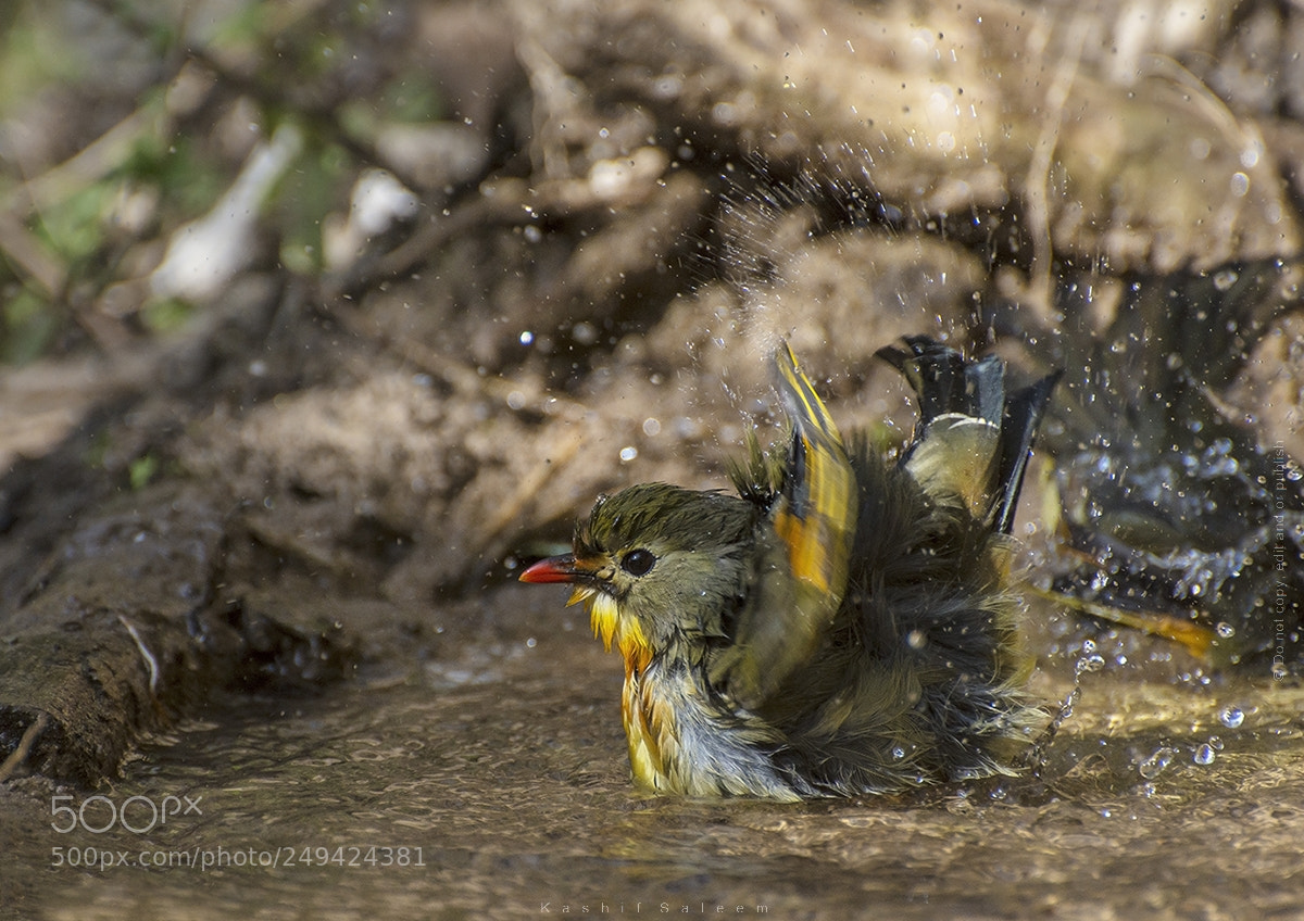 Nikon D7200 sample photo. Red-billed leiothrix photography