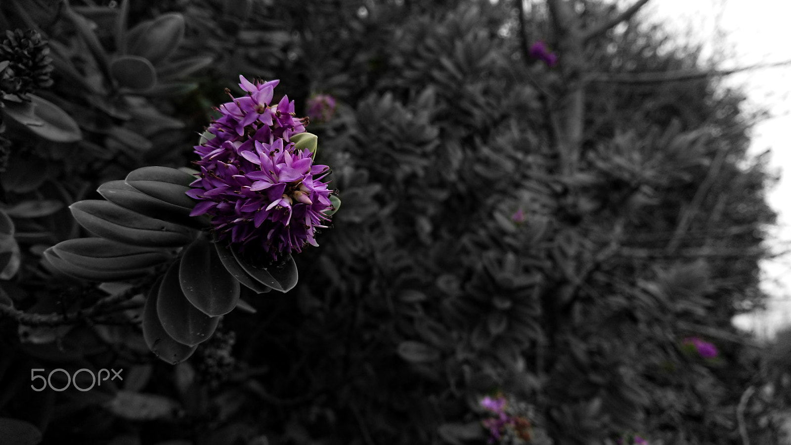 Sony Xperia XZ1 Compact sample photo. Purple flowers photography