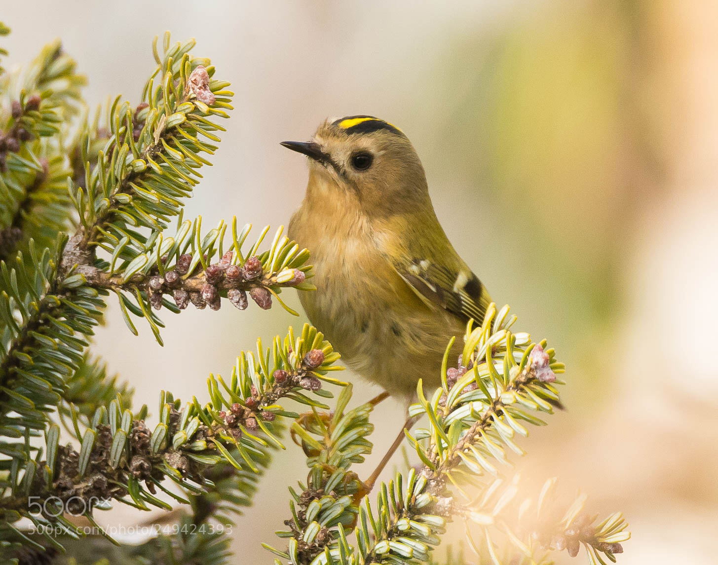 Nikon D7100 sample photo. Goldcrest photography