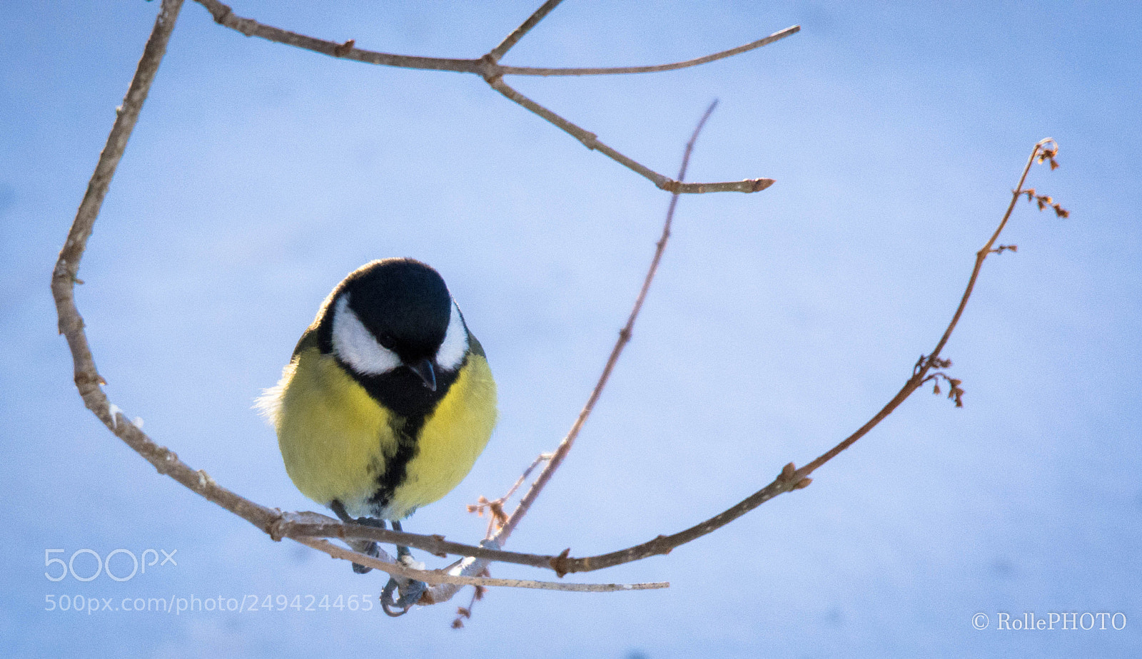 Nikon D7200 sample photo. Parus major photography