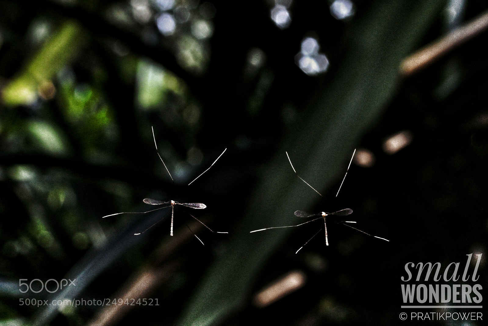 Canon EOS 700D (EOS Rebel T5i / EOS Kiss X7i) sample photo. Small wonders photography