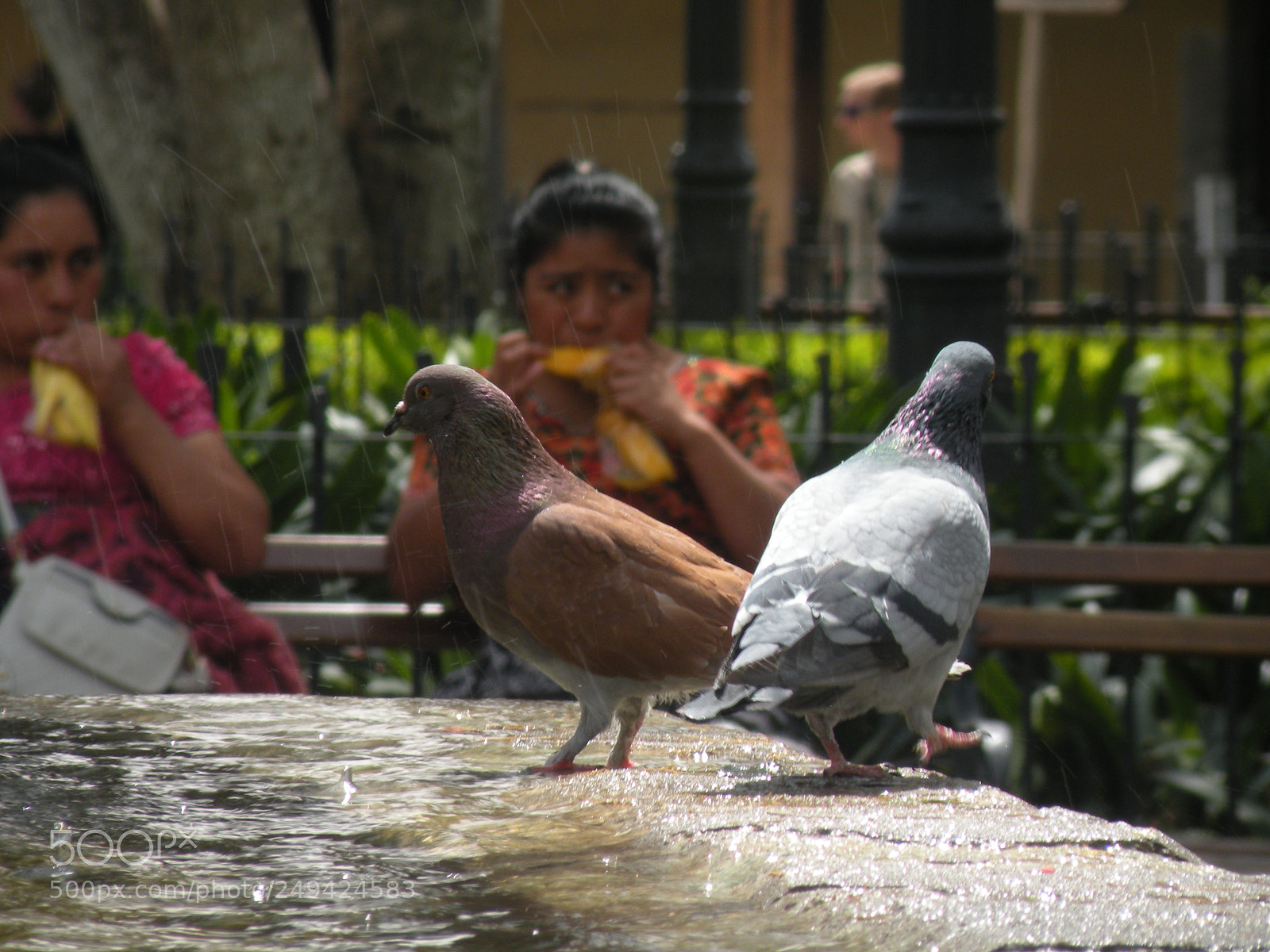 Nikon Coolpix P80 sample photo. Palomas photography