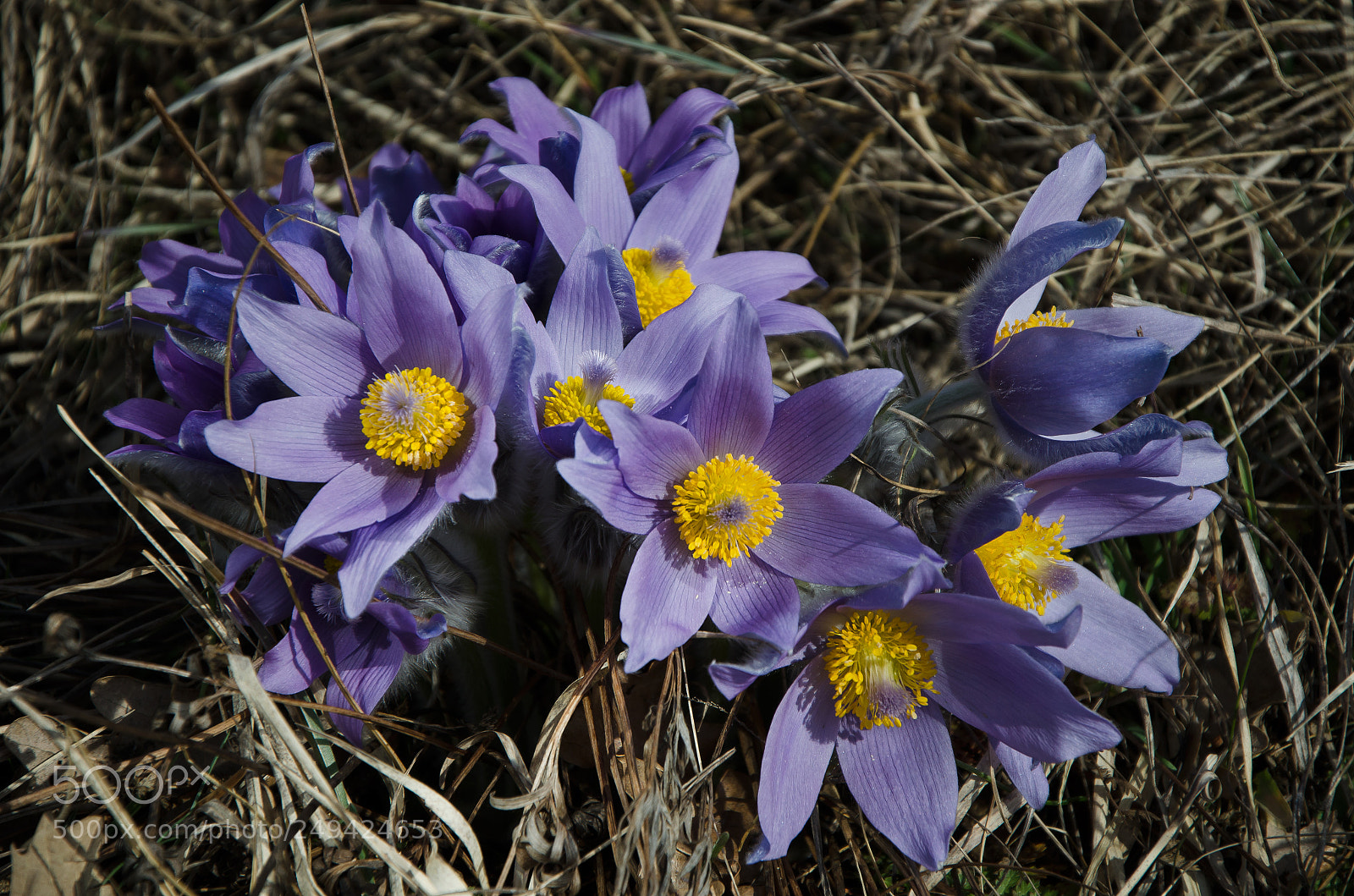 Nikon D5100 sample photo. Anemone photography