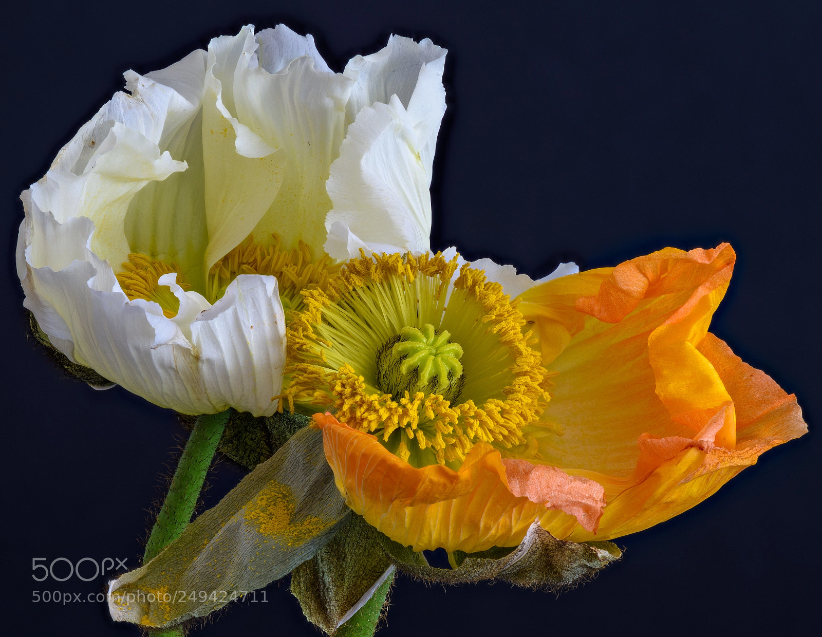 Nikon D810 sample photo. Fading beauties photography