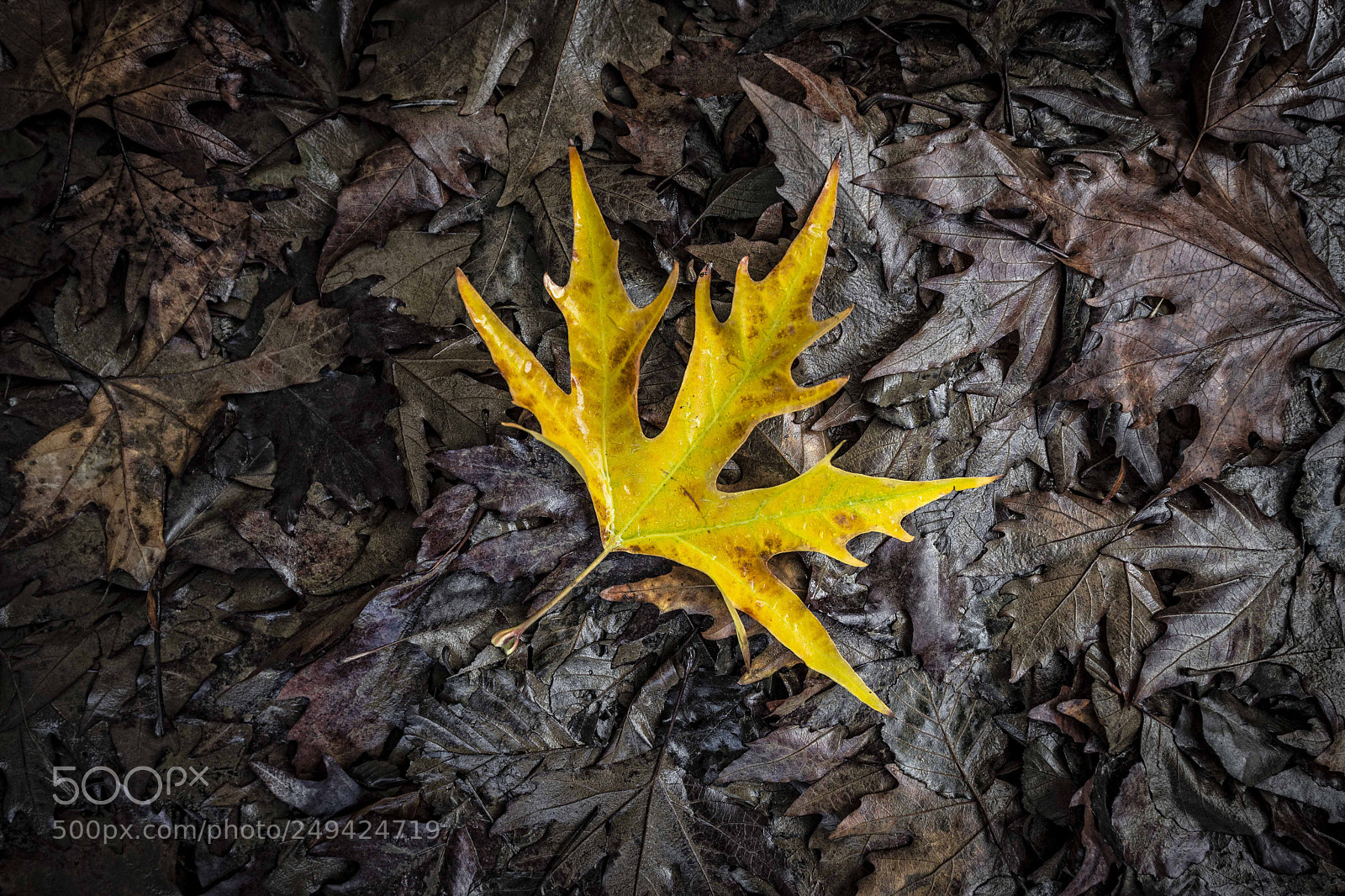 Nikon D600 sample photo. Yellow photography