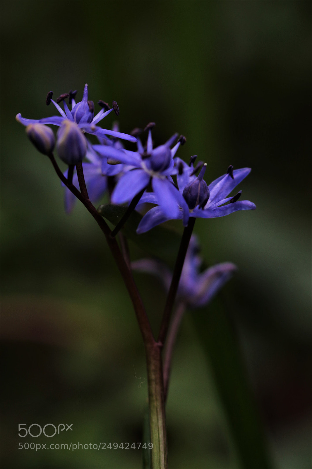 Canon EOS 700D (EOS Rebel T5i / EOS Kiss X7i) sample photo. Blue2 photography