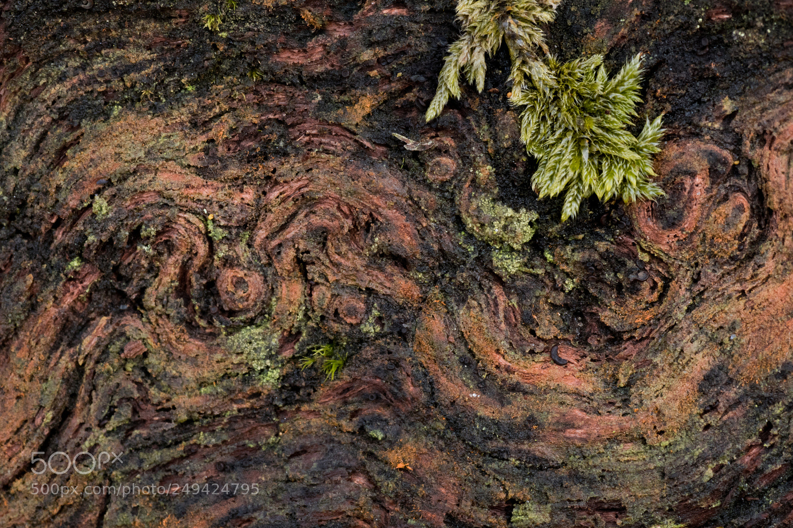 Sony ILCA-77M2 sample photo. Curves and moss photography