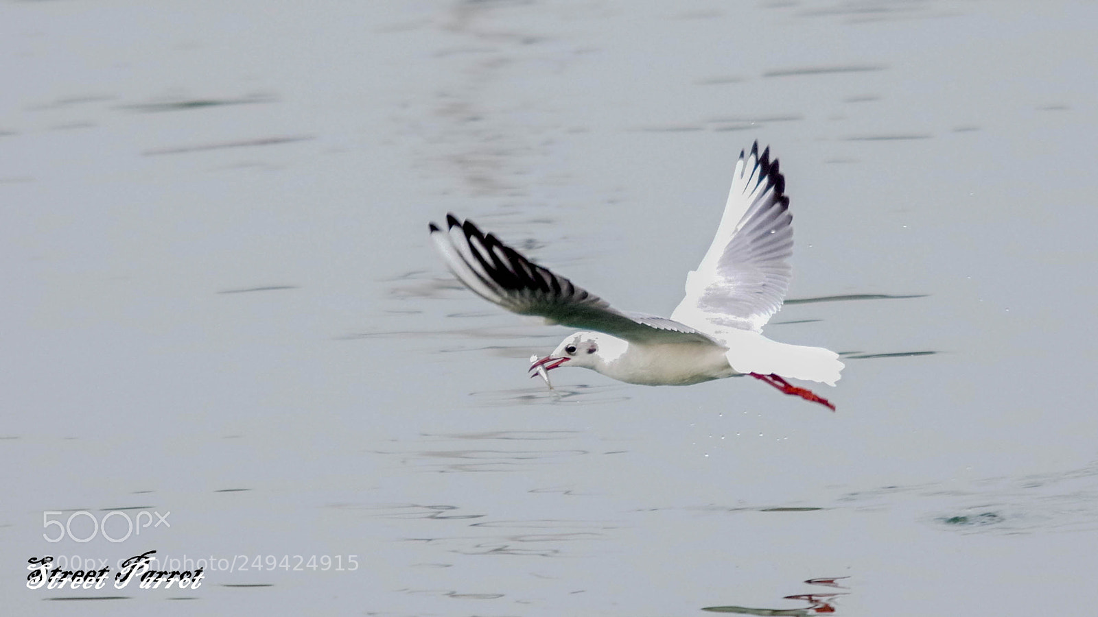 Pentax K-3 II sample photo. Seagull - hunt and photography