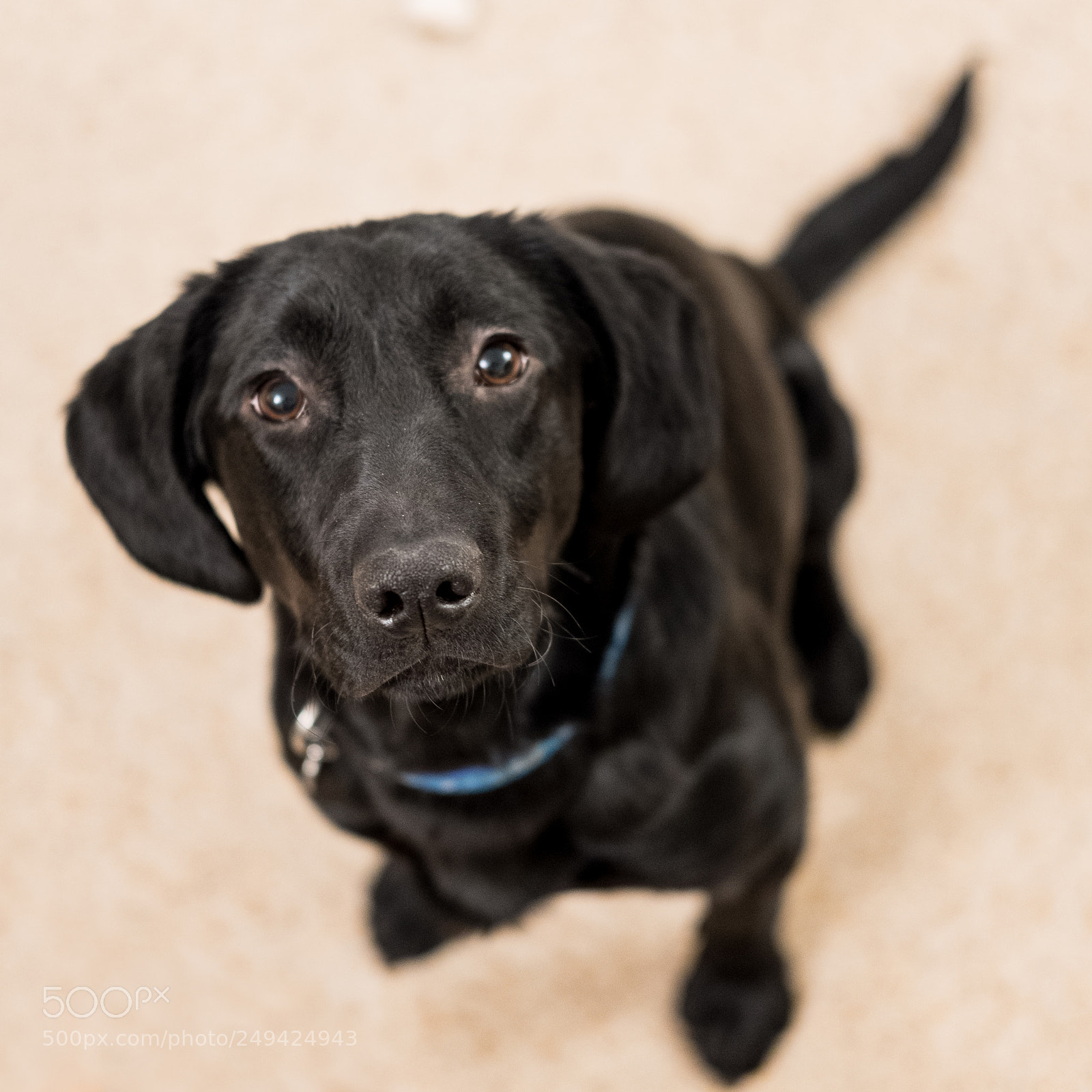 Fujifilm X-T2 sample photo. Sirius photography