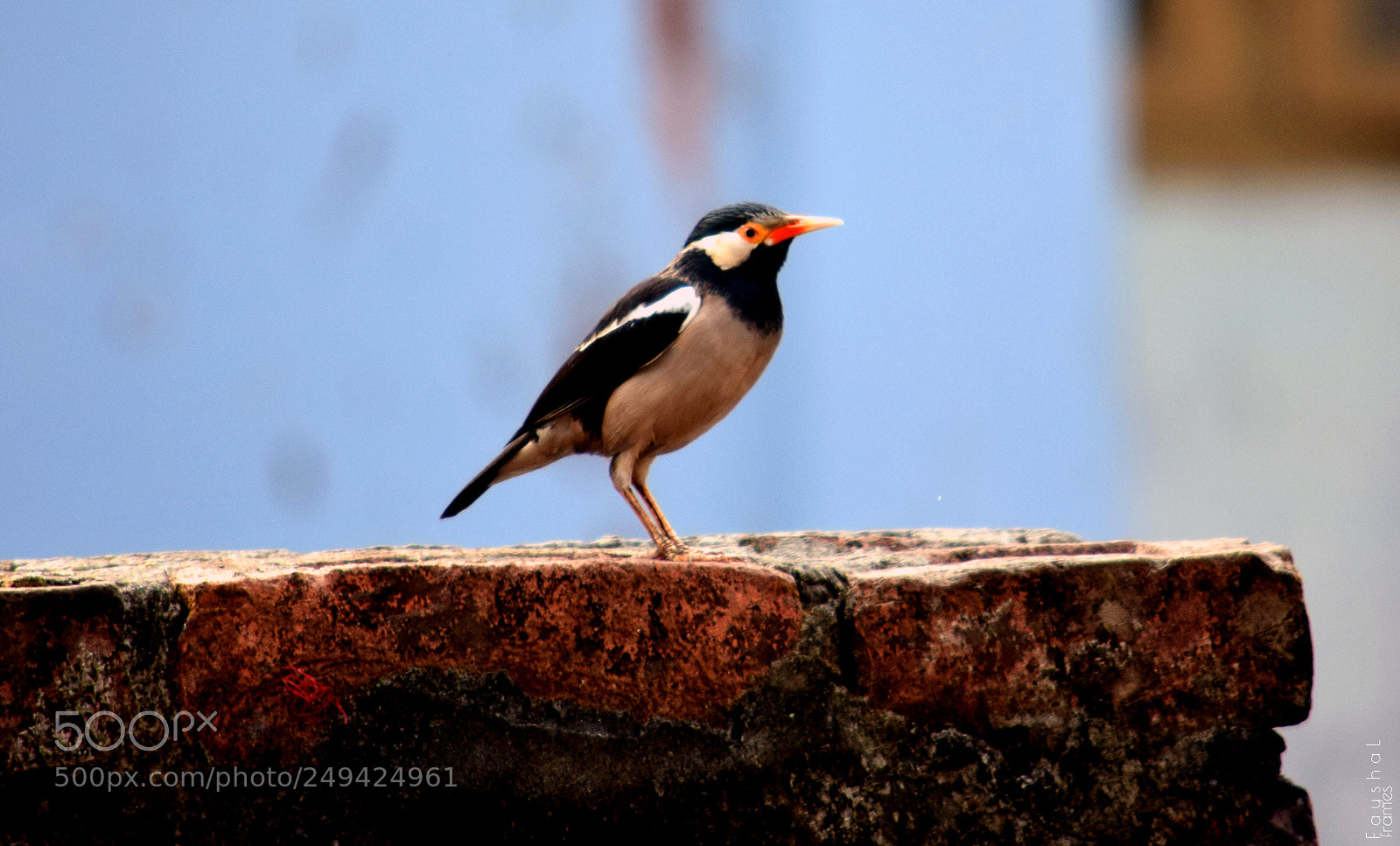 Nikon D5300 sample photo. Bird photography