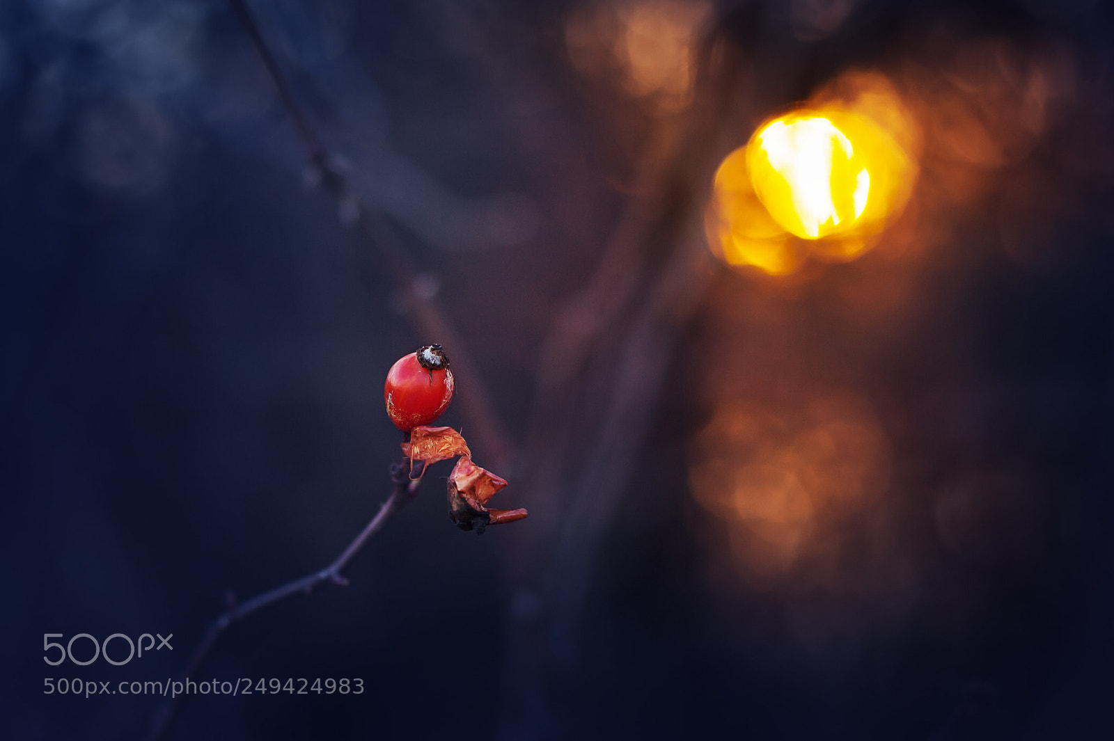 Nikon D700 sample photo. Rose hip photography