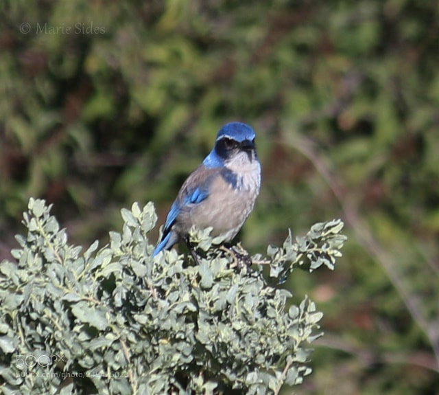 Canon EOS 100D (EOS Rebel SL1 / EOS Kiss X7) sample photo. Blue bird 3 photography