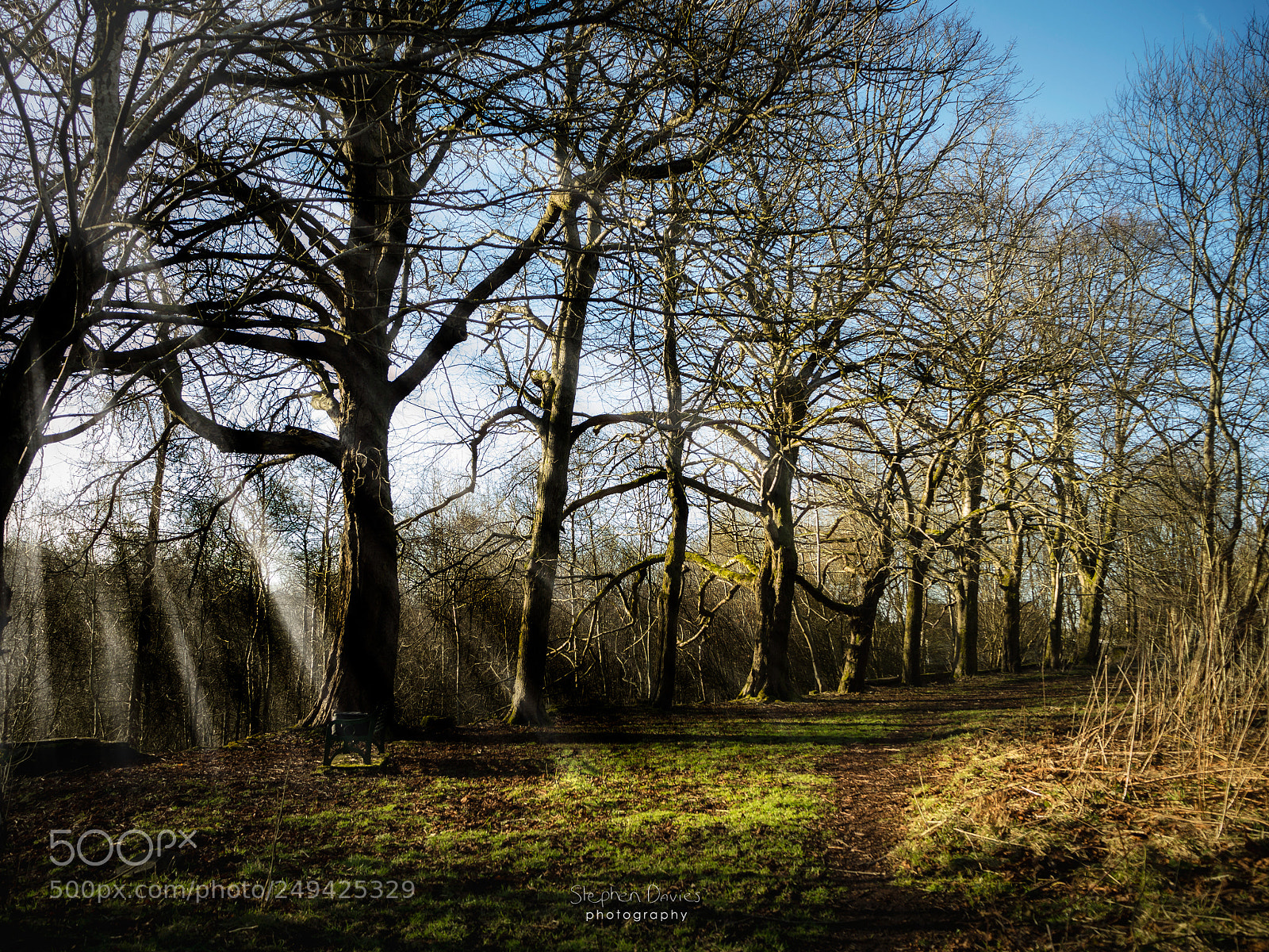 Olympus OM-D E-M10 II sample photo. Shine through the trees photography