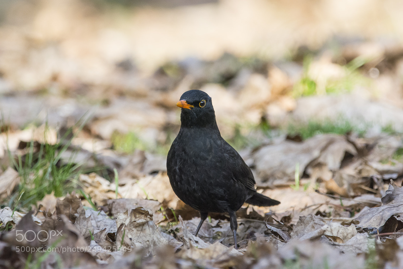 Nikon D7100 sample photo. Common blackbird photography
