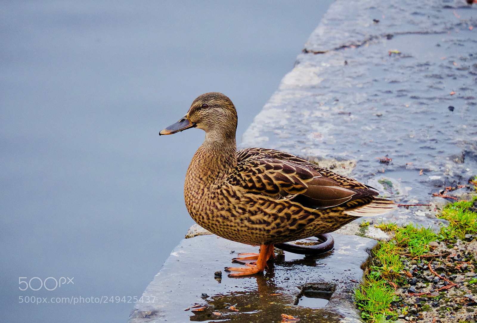 Fujifilm X-T10 sample photo. Duck - will i photography
