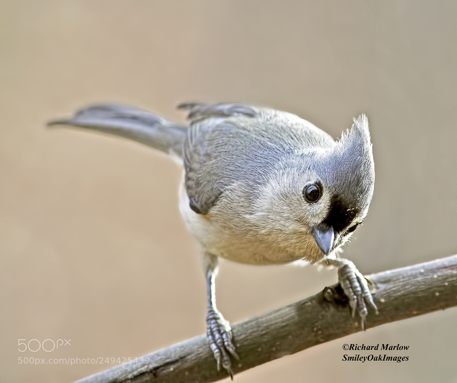 Nikon D5000 sample photo. Titmouse photography