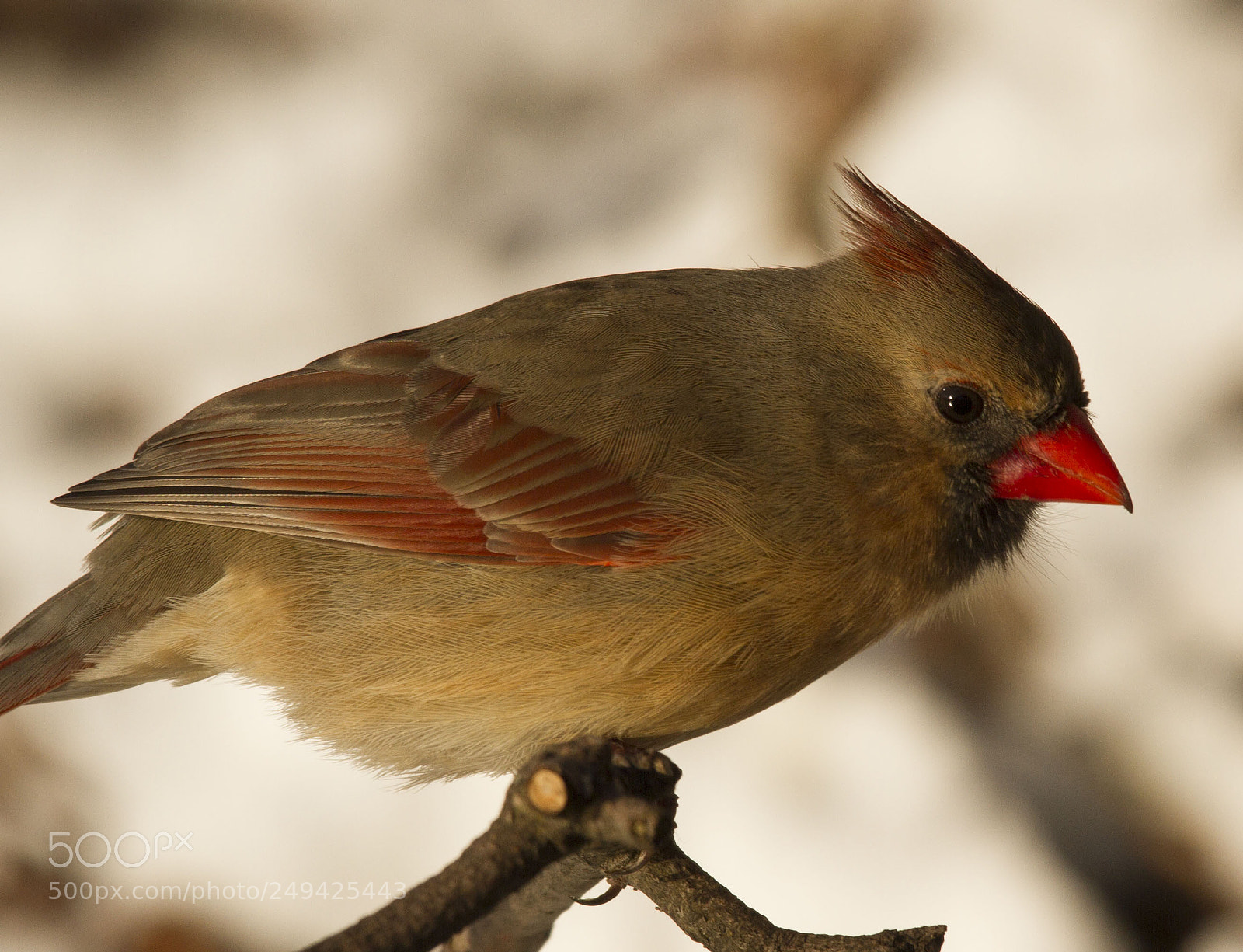 Canon EOS 7D sample photo. Right photography