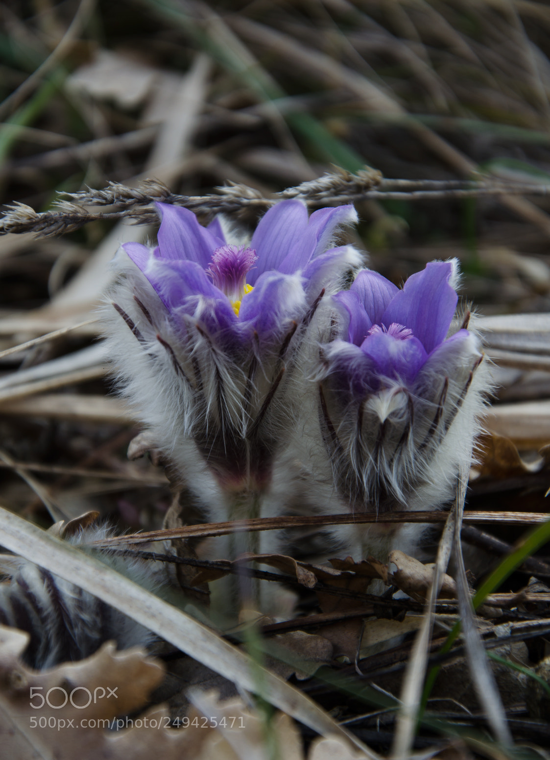 Nikon D5100 sample photo. Anemones photography