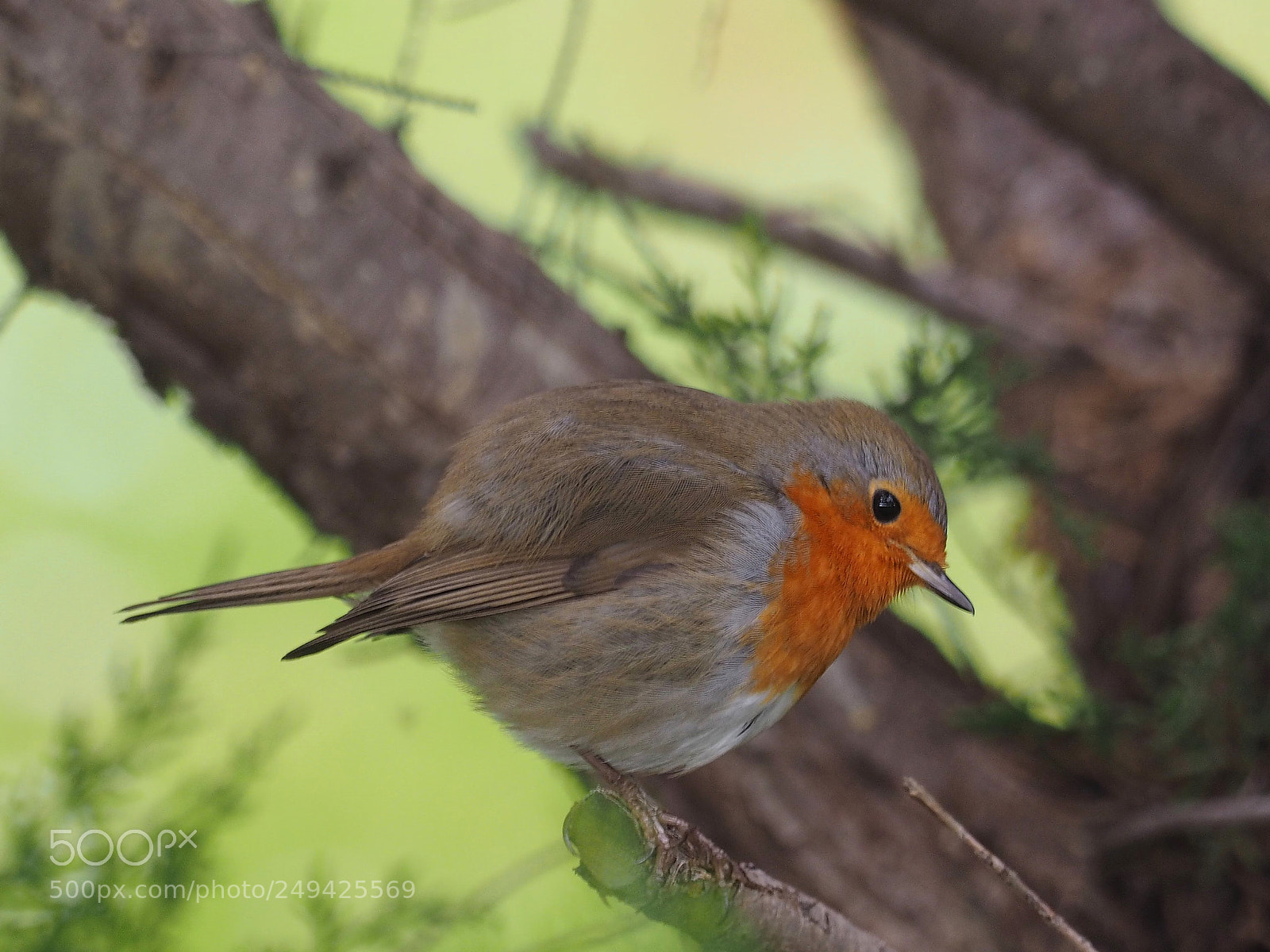 Olympus OM-D E-M1 sample photo. Petirrojo europeo (erithacus rubecula) photography