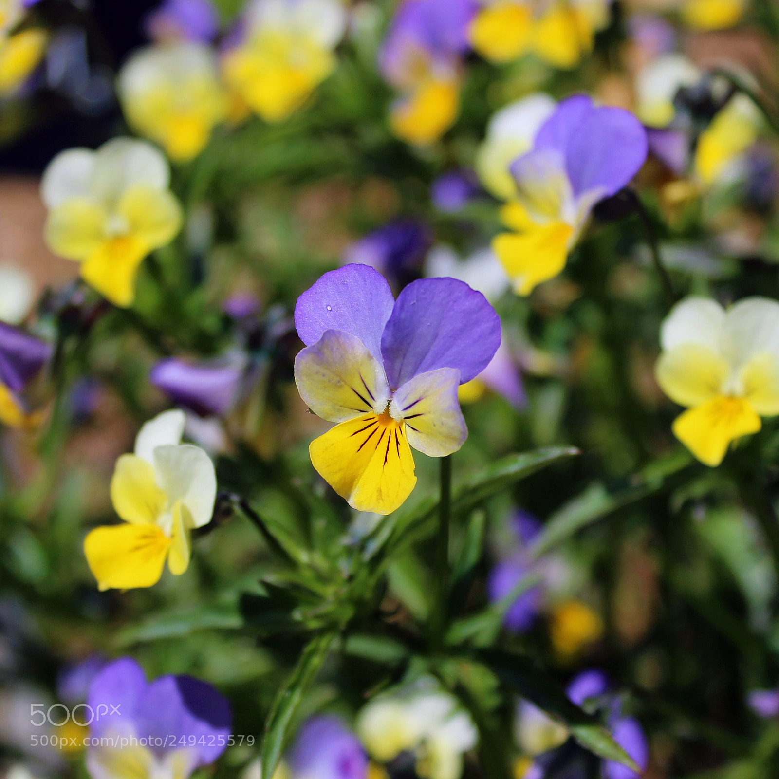 Canon EOS 600D (Rebel EOS T3i / EOS Kiss X5) sample photo. Pansies photography