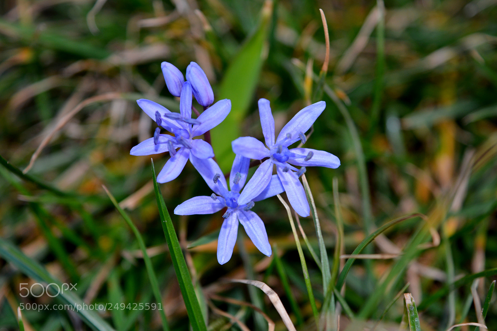 Nikon D5200 sample photo. Violets photography