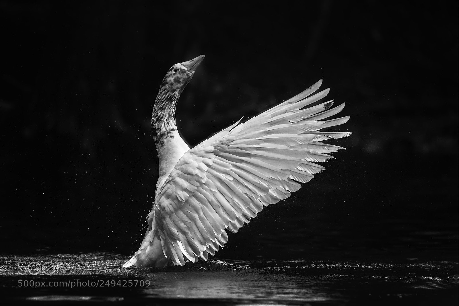 Canon EOS-1D X sample photo. Wings photography
