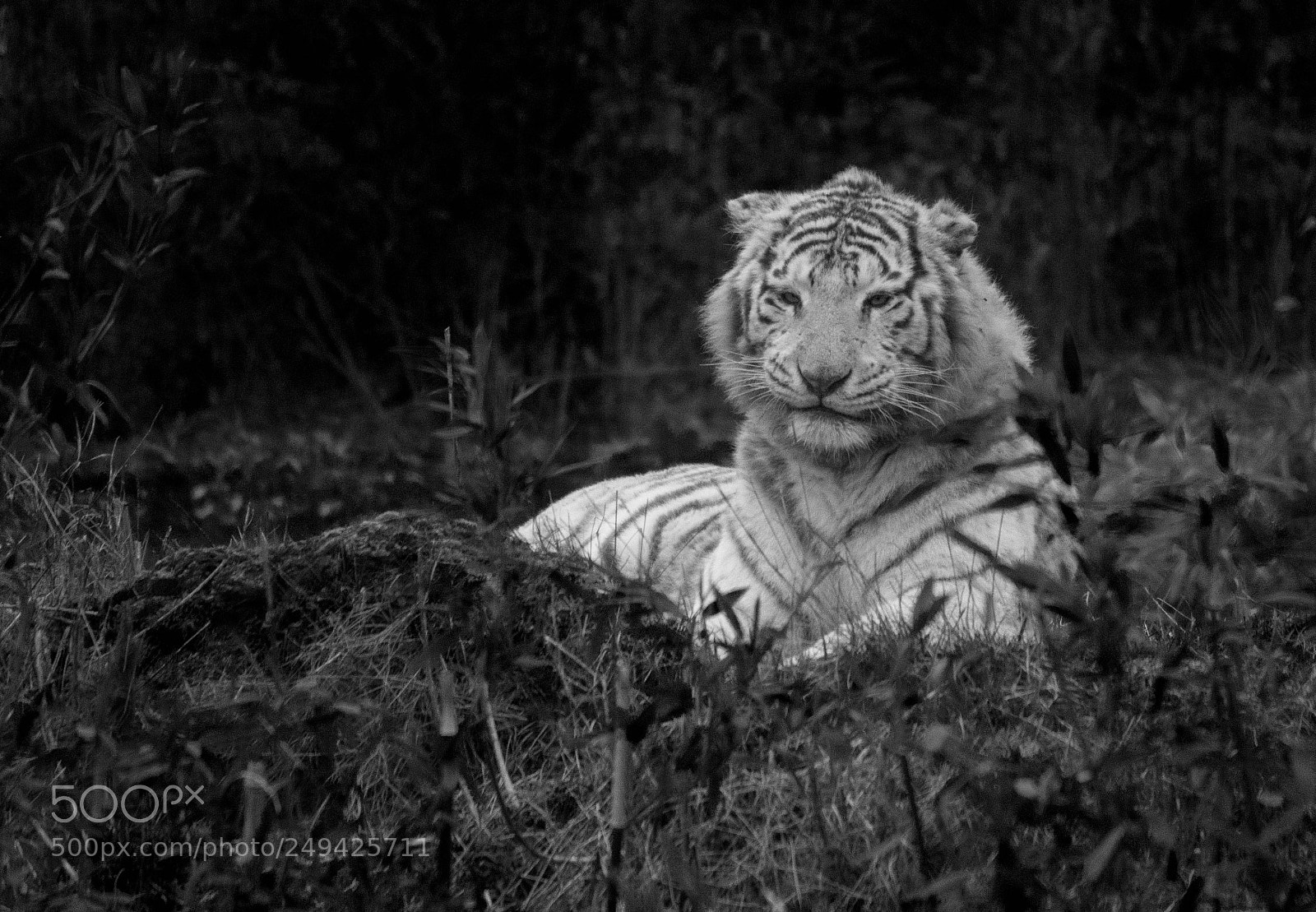Nikon D500 sample photo. Tigre - 3 photography