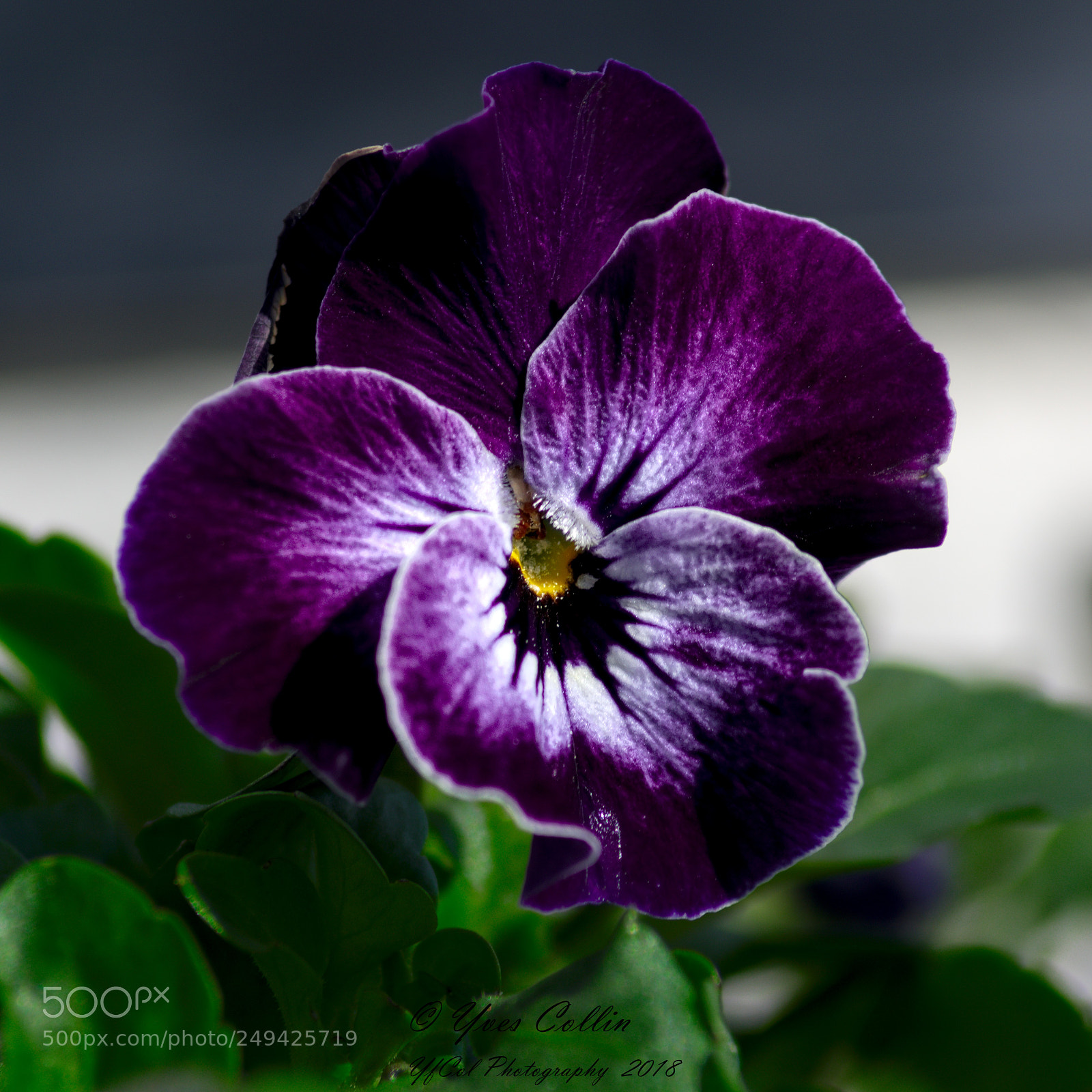 Pentax K-3 sample photo. 7012 photography