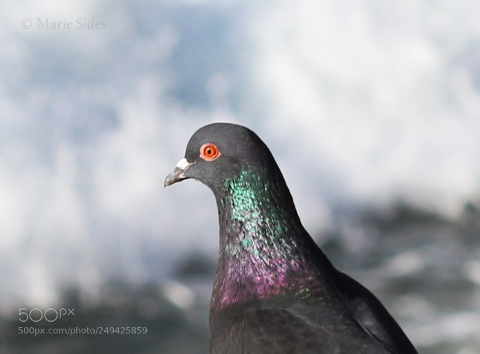 Canon EOS 100D (EOS Rebel SL1 / EOS Kiss X7) sample photo. Pigeon photography