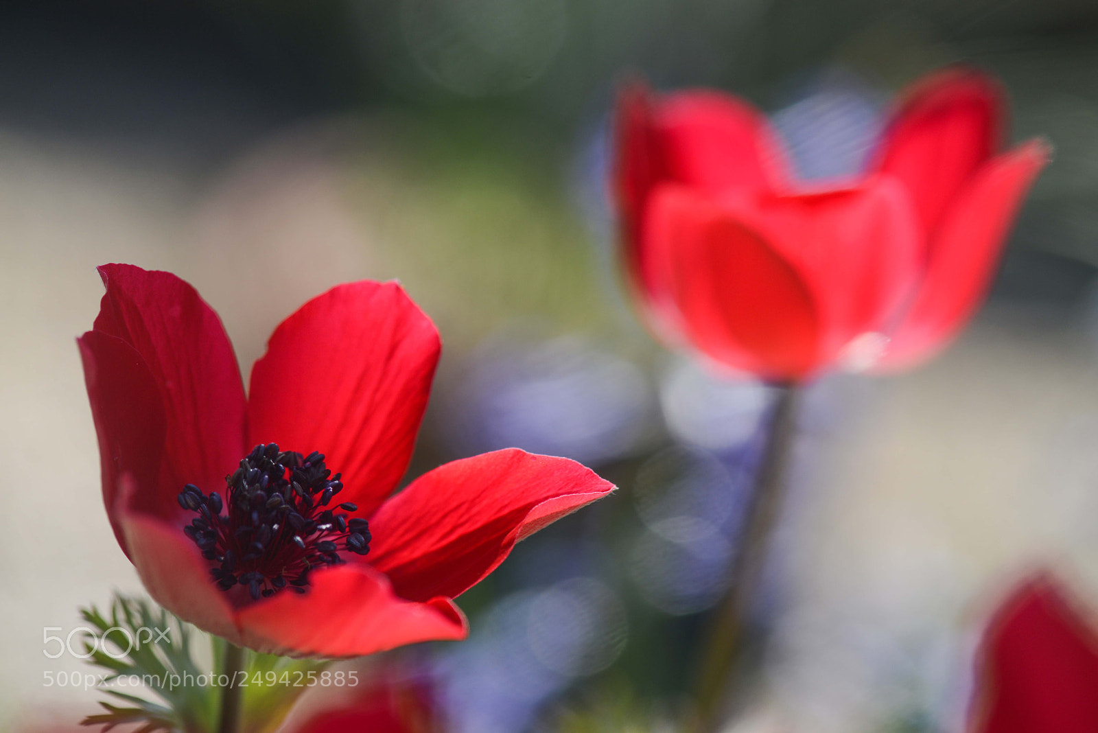 Nikon D800 sample photo. Manisa lalesi - anemone photography