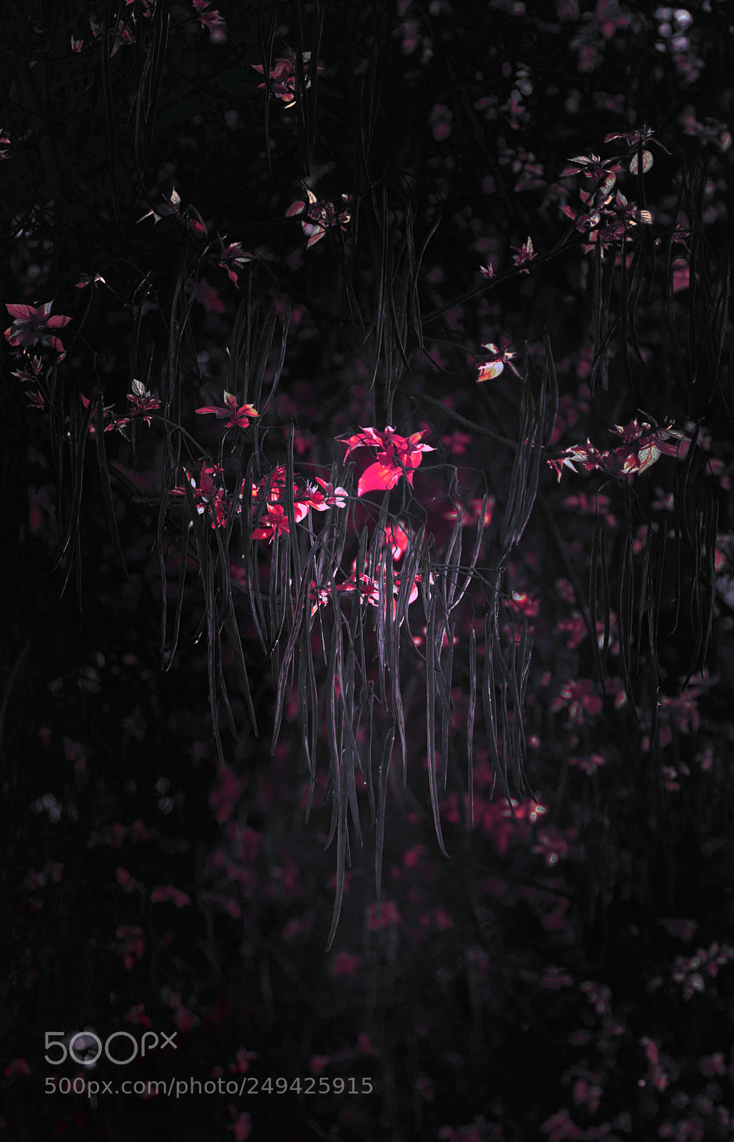 Nikon D610 sample photo. Plant photography