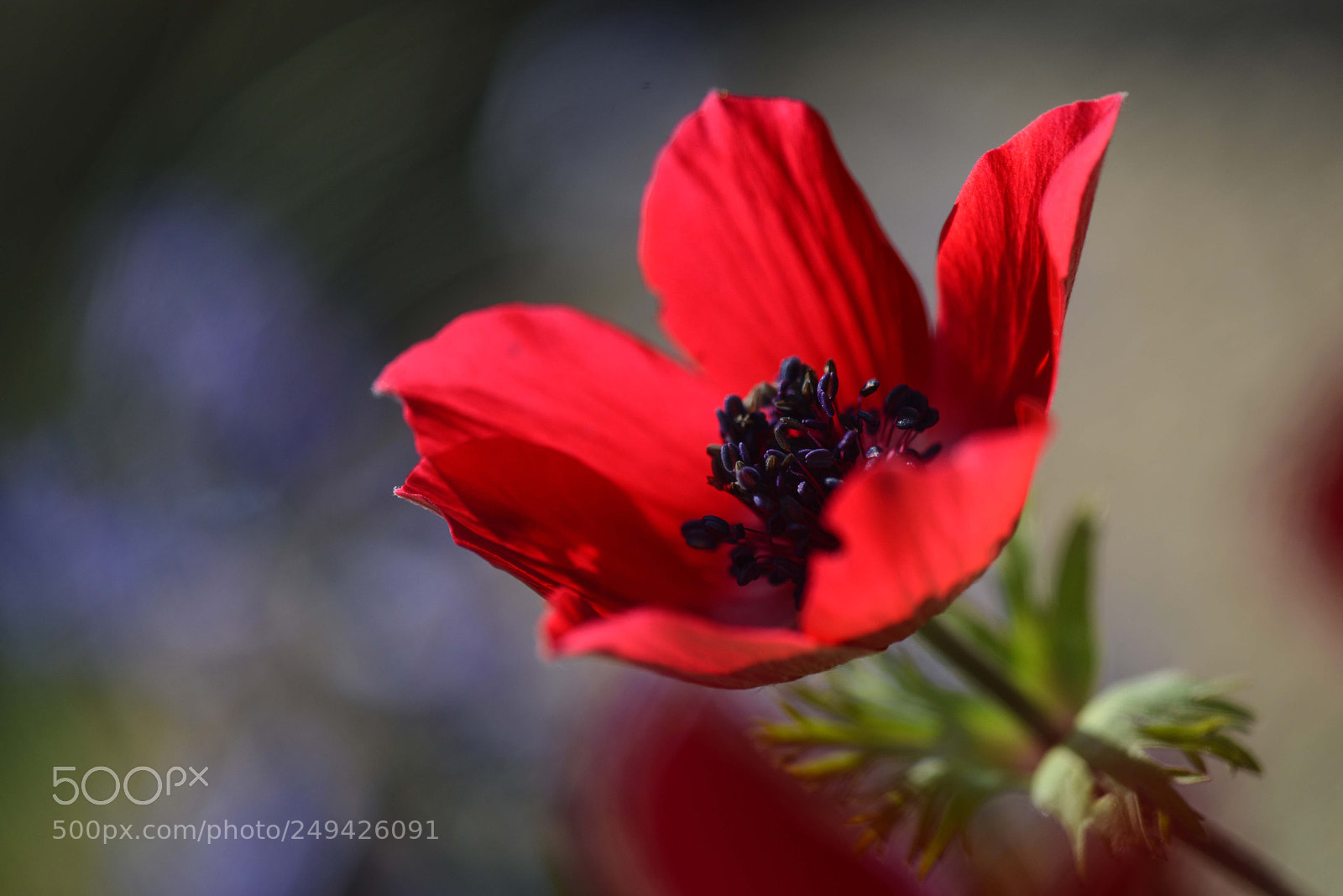 Nikon D800 sample photo. Manisa lalesi - anemone photography