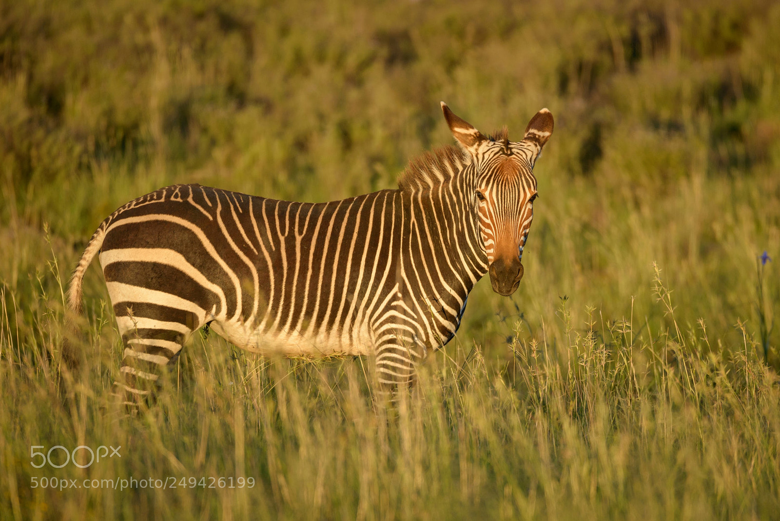 Nikon D800 sample photo. Mountain zebra photography