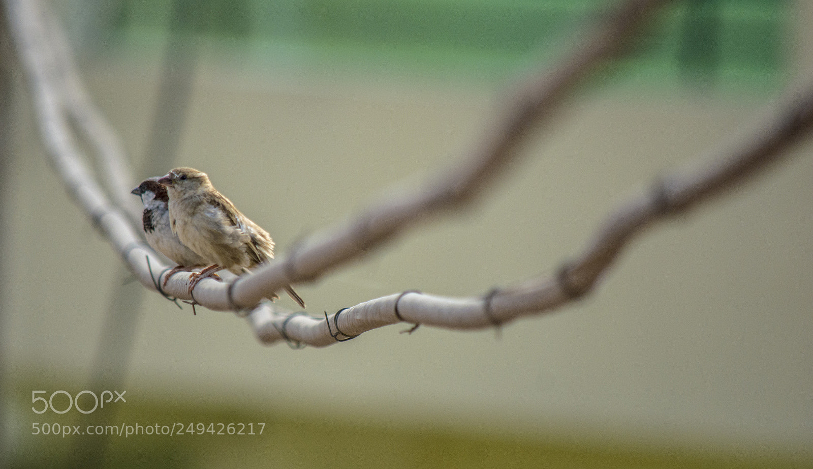 Nikon D5200 sample photo. Dual sparrow photography