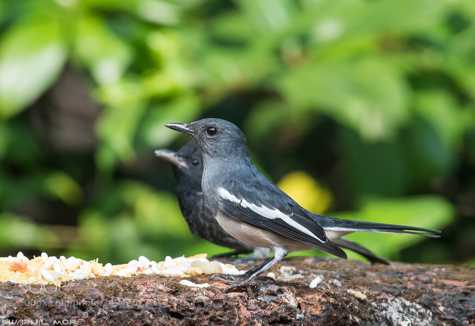 Nikon D810 sample photo. Oriental magpie robin photography