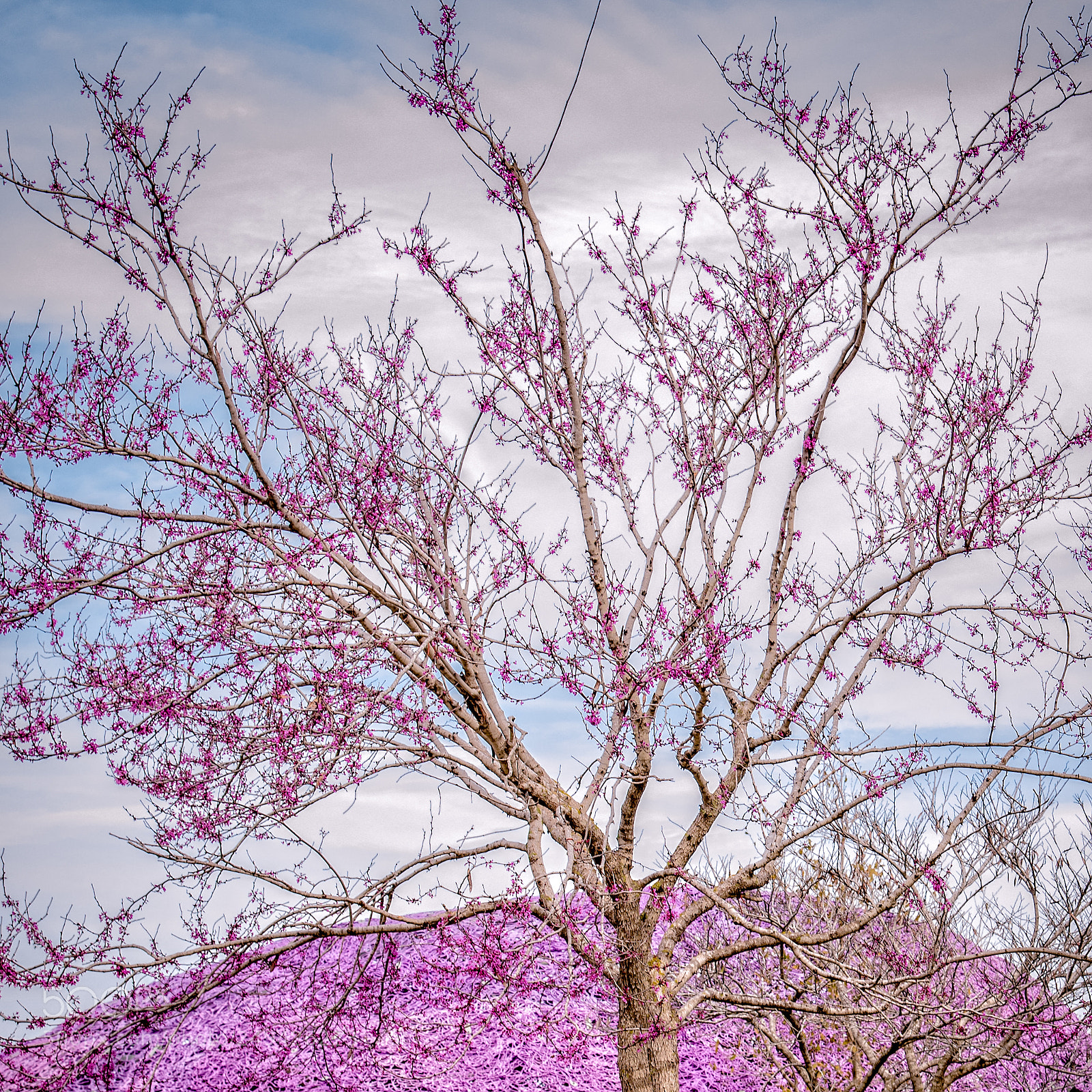 Nikon D610 sample photo. Pink on pink true photography